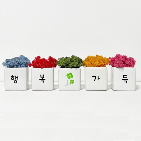 스칸디아모스 공기정화식물 천연이끼 화분, 1세트