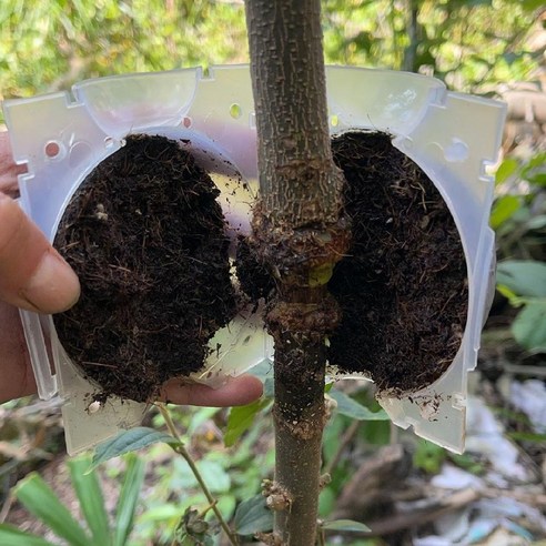🌳 앙상한 가지, 더 이상 속상해 마세요! 성공적인 취목을 위한 비밀병기, 취목볼! 🌳 취목볼