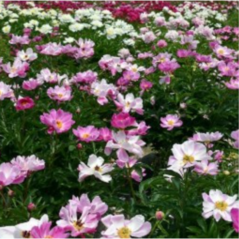 가을에 심는 작약 뿌리묘로 향기로운 봄 정원을 만드세요