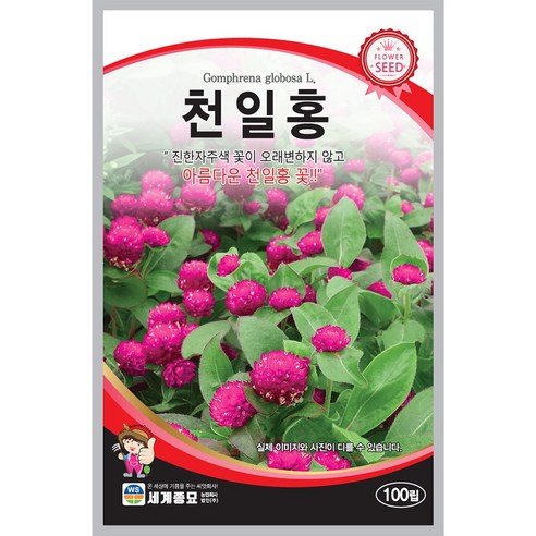 진한자주색 꽃을 오래 변함 없이 무리지 않게 드리는, 아름다운 천일홍 꽃씨 100립, 1봉 진한자주색 꽃을 오래 변함 없이 무리지 않게 드리는, 아름다운 천일홍 꽃씨 100립, 1봉