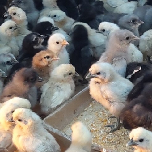 강원고성 자연방사 청란 (부화전용) 병아리부화 부화계란 유정란 산란용 청계란 (난각1번), 40개