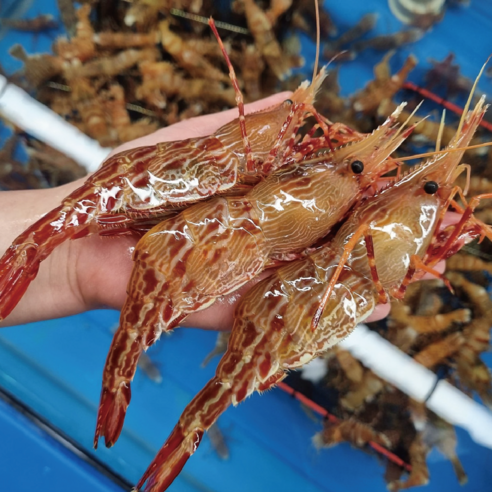 청정 해역 독도에서 자란 신선하고 영양 가득한 새우