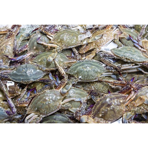 밥상 위의 황홀경! 지금 놓치면 후회할 연평도 암꽃게 이야기 톱밥꽃게