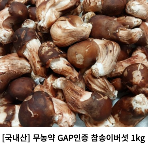 [산지직송] 국내산 참송이버섯 1KG 무농약 GAP인증 가정용 향긋한 버섯 신선포장 고급 식자재 항암효과 버섯라면 버섯전골 버섯솥밥 버섯요리, 1개