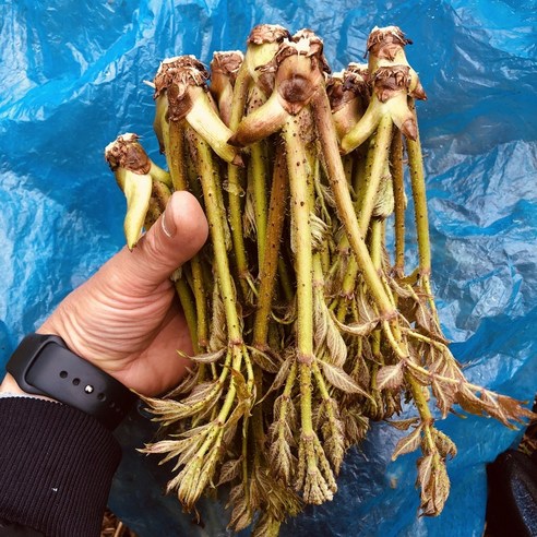 평창 자연산 개두릅 두릅 엄나무순 1kg