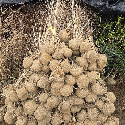 착한 가격에 만나는 싱그러운 자연, 고광나무 80cm 고광나무