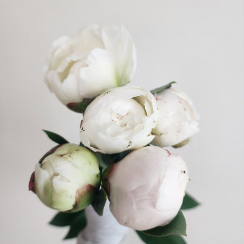 봄을 맞이하여 작약의 화려한 아름다움으로 한해를 뜻깊게 보내세요.