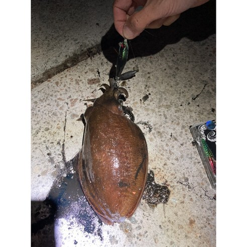 씨넥스 코리아 참수평 꼬마에기 쭈꾸미 갑오징어 에기 틴셀, 11레인보우, 1개