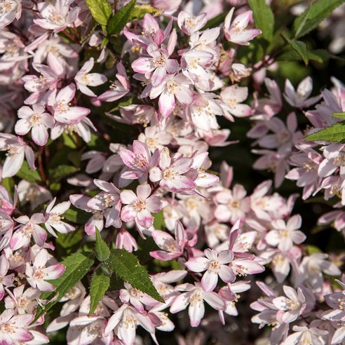 봄을 알리는 사랑스러운 속삭임, 분홍 말발도리나무 (유키 체리 블라썸)