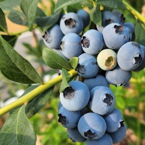 블루베리 (레카) 21센티포트 (분) 1주 (키40cm) 3년생 pan*4281VV, 본상품선택, 1개