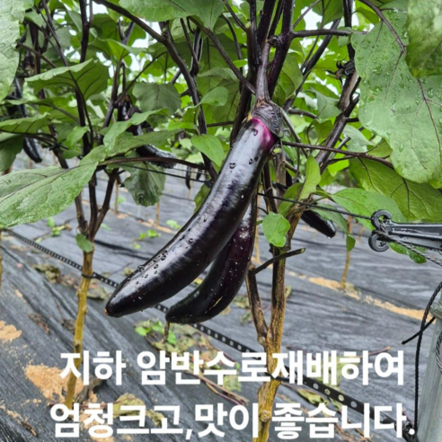 국내산 햇 가지 특품 3kg 5kg, 1박스