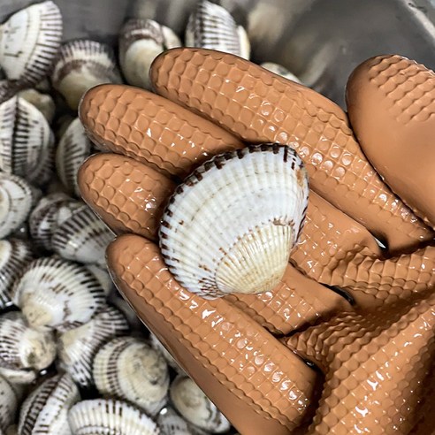 신선하고 풍부한 맛의 꼬막: 벌교직송 새꼬막
