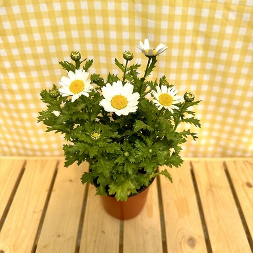 삭막한 공간에 생기를 불어넣는 마가렛 계란꽃!