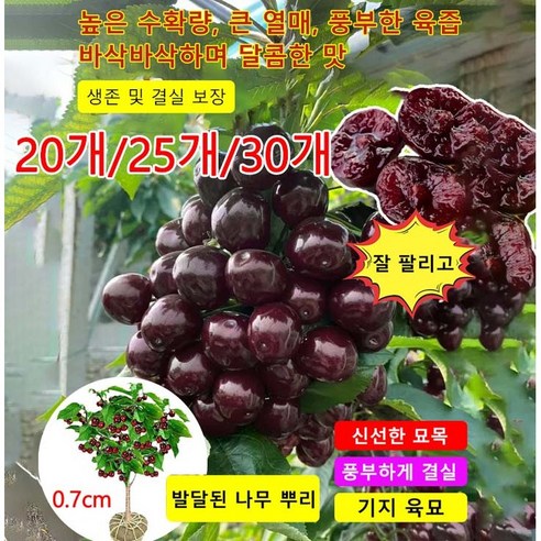 한 그루로 열매를 맺는 로얄 사이즈 체리 나무 묘목 20개/25개/30개, 앵두묘목 앵두나무 분재 0.7cm (총 30개) 홍화산사나무 한 그루로 열매를 맺는 로얄 사이즈 체리 나무 묘목 20개/25개/30개, 앵두묘목 앵두나무 분재 0.7cm (총 30개) 홍화산사나무