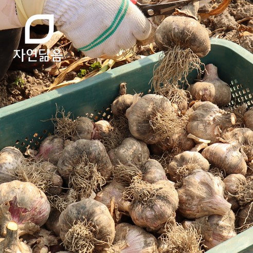 자연닮음 2차 선별된 국산 햇 정품 저장 통마늘, 1. 저장마늘 중 3kg, 1개