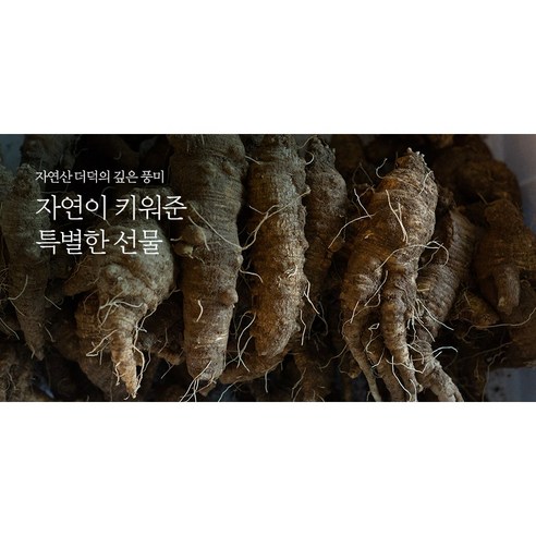 산더덕 자연산더덕 야생더덕 500g 1kg - 강원도 정선 높은산에서 채취, 1개