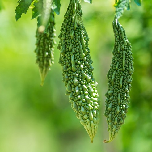 쓴 맛은 건강한 맛! 국내산 여주 분말로 간편하게 건강 관리하세요.