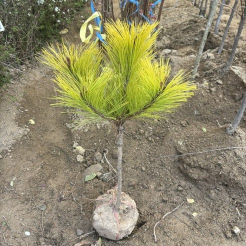 황금소나무 묘목, 자연의 아름다움과 기상예측의 매력 황금소나무