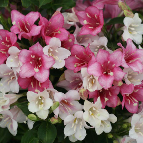 삭막한 베란다, 밋밋한 정원에 생기를! 삼색병꽃 모종으로 나만의 비밀 정원 만들기 삼색병꽃나무