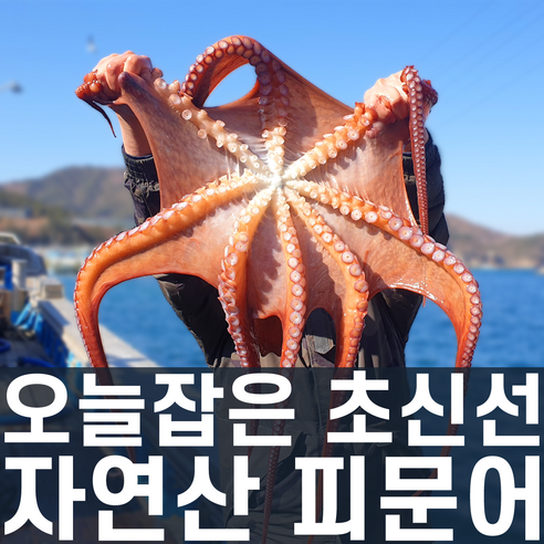 동해 피문어, 최고 품질의 프리미엄 문어