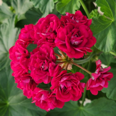 칙칙한 베란다, 생기 넘치는 나만의 정원으로! 로즈버드 유럽제라늄 3종 모종 후기 노지월동꽃