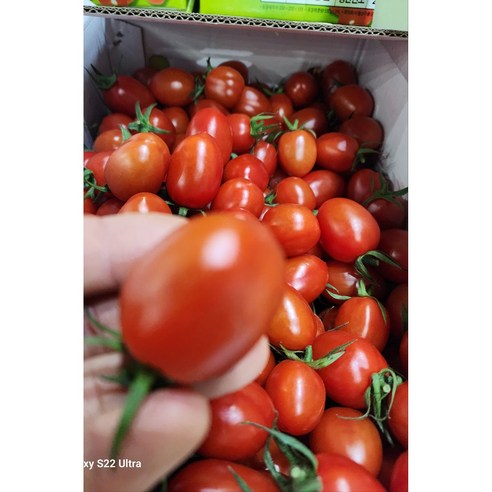 천생 대추방울토마토 토마토 맛있는 당도 2kg 3kg 5kg, 1개, 2키로