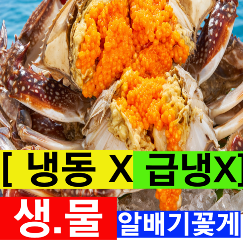 [특품AAA등급] 국내산 활꽃게 알배기 생물 암꽃게