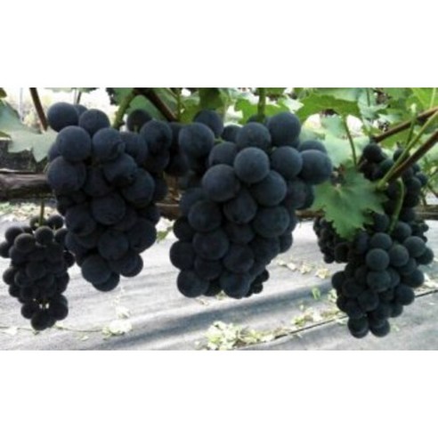 풍요로운 결실을 기다리며, 광일농원 캠벨 포도 묘목으로 나만의 포도 정원을 시작하세요.