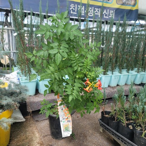 온화한 여름날의 매혹적인 선율, 써머재즈파이어트럼펫