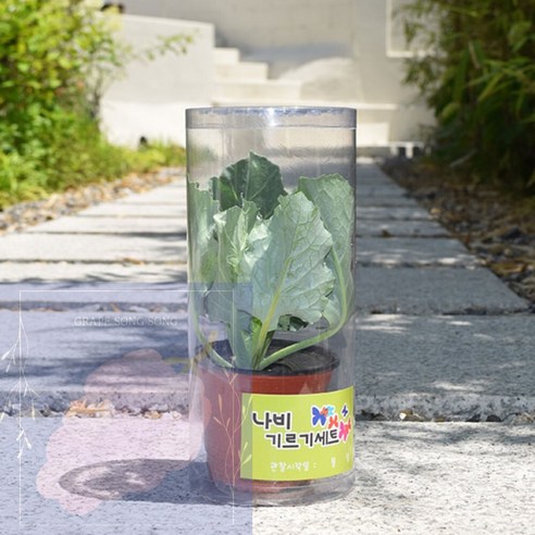 생물농장 호랑나비알화분(단순관찰용) 배추흰나비기르기세트 9 GS 4월예약배송 배추흰나비 키우기 소형 생명과학프로그램