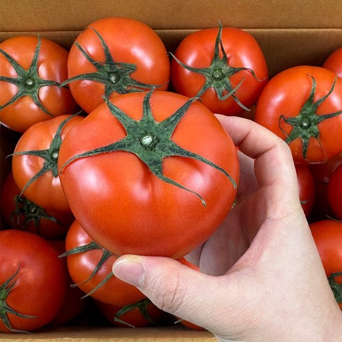 햇살 머금은 화순의 싱그러움, 찰토마토로 건강을 더하다