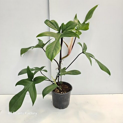 싱그러운 녹빛 아름다움, 필로덴드론 뷰티그린으로 당신의 공간에 생기를 불어넣으세요 필로덴드론