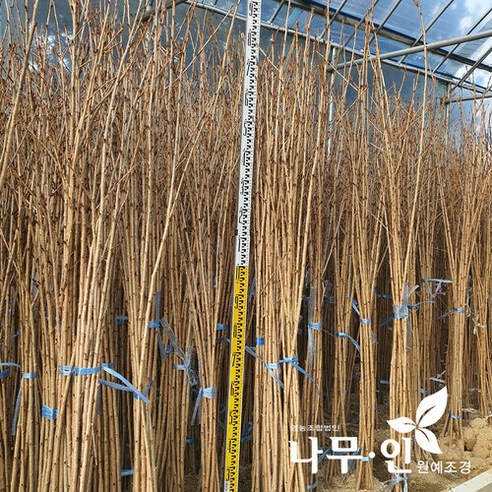 왕벚꽃나무 묘목으로 집 안에 봄을 들여, 나만의 특별한 정원을 완성하세요.