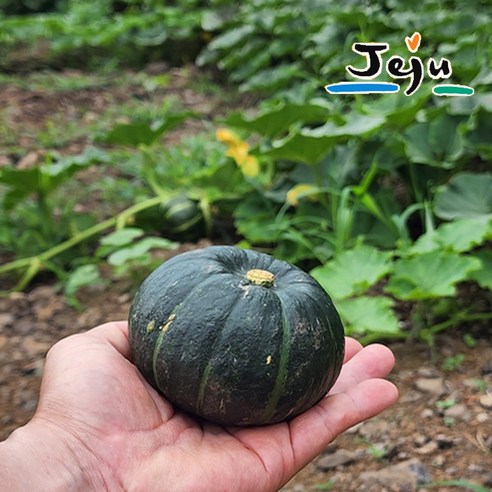 올탑농원 제주직송 24년 리얼 미니밤호박 보우짱, 특품 1.5kg(300~700g), 1박스