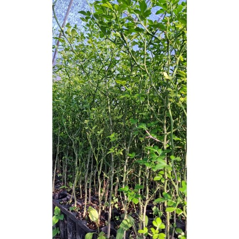 탱자나무 묘목 10주/실생 5년 (포트묘) 10개 탱자열매