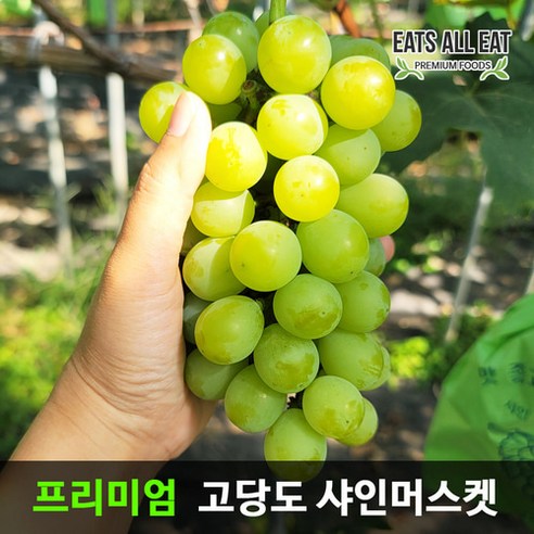 이츠올잇 고당도 특품 샤인 머스켓 2kg(3수) 영동 김천 머스캣 씨없는 청포도, 1개