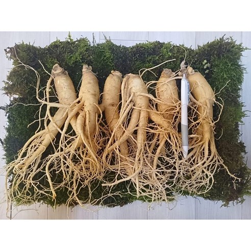 6년근 친환경 유기농 인삼 500g 명절선물 중간유통단계없이 산지직송 - 인삼/수삼/장뇌삼 | 쿠팡