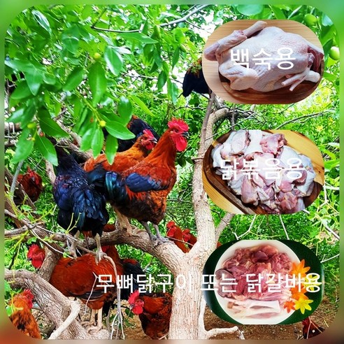경동시장토종닭 추천상품 경동시장토종닭 가격비교