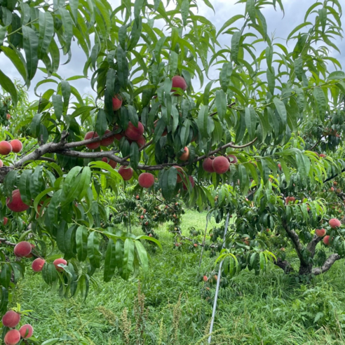 아삭한 식감과 시원한 단맛, 우리애진농장 딱복숭아로 일상에 행복을 더하다!
