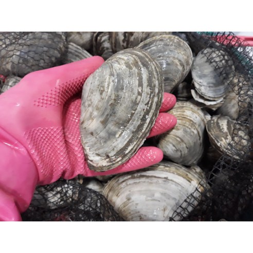 남해의 숨결을 담은 손질 우럭조개살로 미식 경험을 완성하다