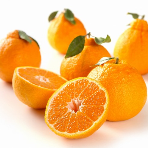 제주의아침 명품 한라봉 당도선별, 3박스, 5kg 중대과 19~27과 내외