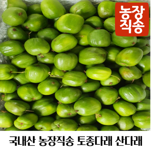 국내산 농장직송 토종다래 다래 자연산 산다래 야생다래 참다래미니키위, 1개, 상품 5kg