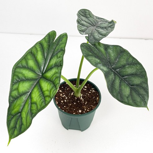 알로카시아 드래곤스케일 하나로 완성하는 마법 같은 플랜테리어