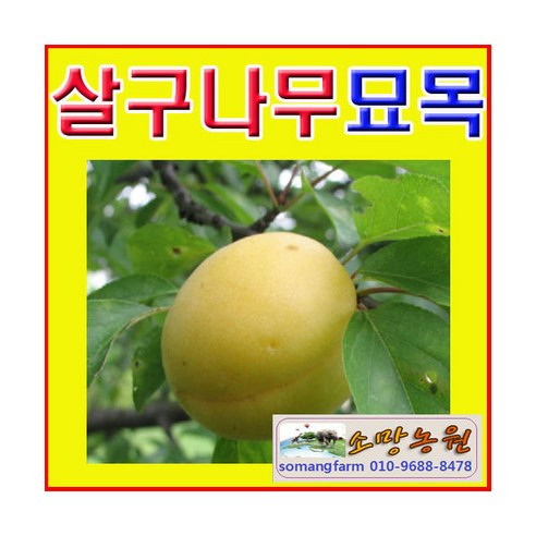 G(소망)살구나무묘목(분)(하코드 접목4년1그루)결실주, 1개