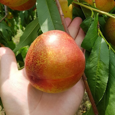 당도 높고 달콤한 신비복숭아 천도복숭아, 1개, 2kg_신비복숭아