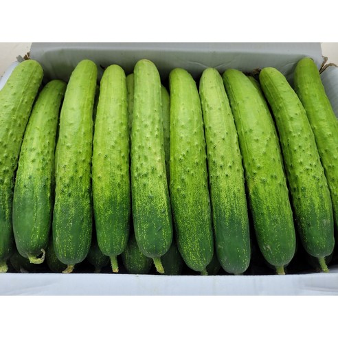 야채왕 싱싱한 백오이 오이지용 소백이용, 5개 야채왕 싱싱한 백오이 오이지용 소백이용, 5개