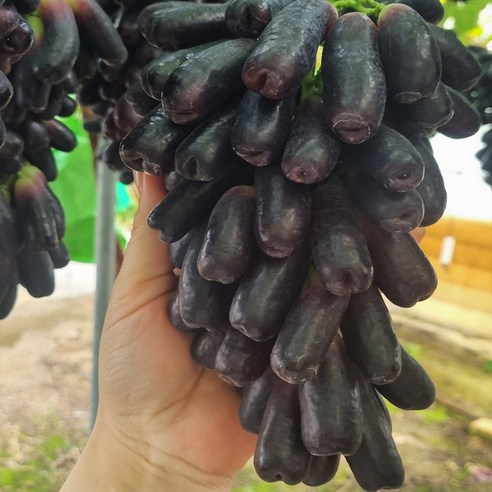 스윗킹 국산 경북 김천 블랙사파이어 가지포도 크림슨포도, 블랙사파이어 2kg, 1개