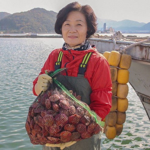 싱싱하고 맛있는 통영산 비단가리비