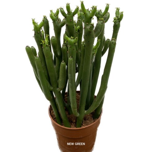 앙증맞은 연필선인장 화분으로 당신의 공간에 작은 행복을 더하세요.