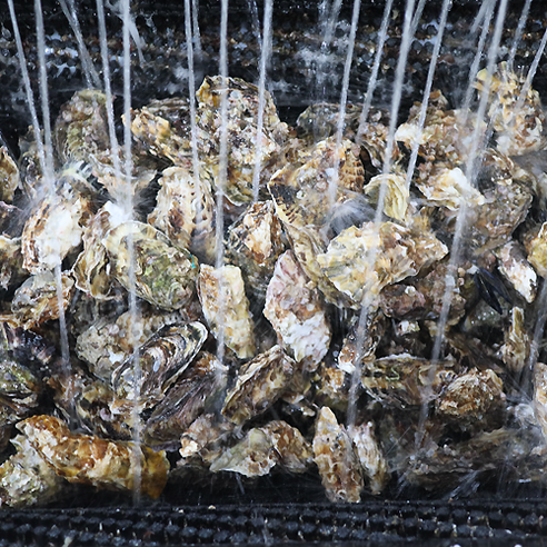 맛있는 해산물을 위한 최고의 선택: 장보고닷컴 통영 각굴 석화